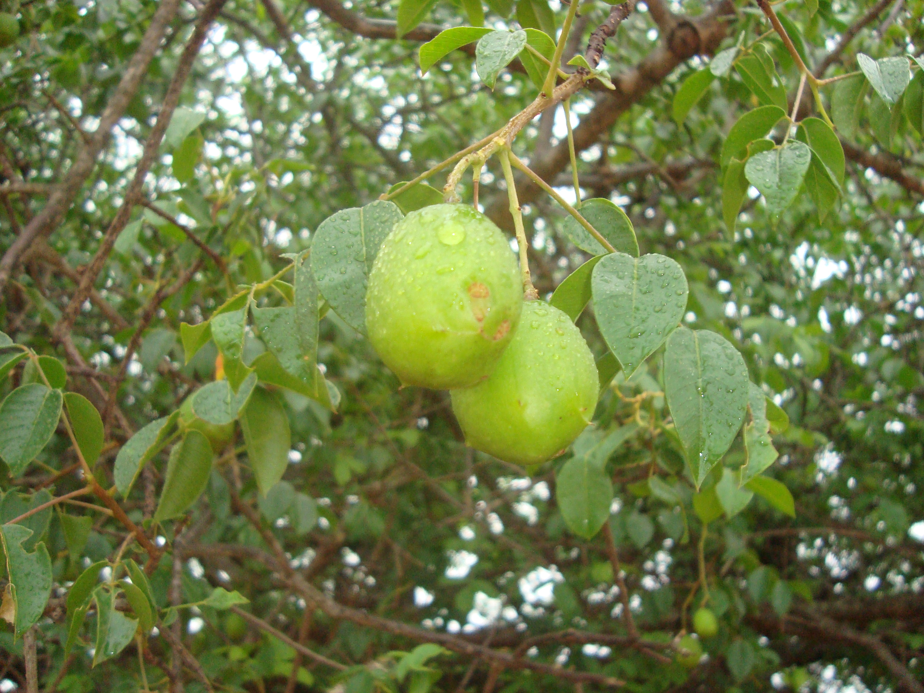 آلوی برزیلی - معرفی درختان میوه